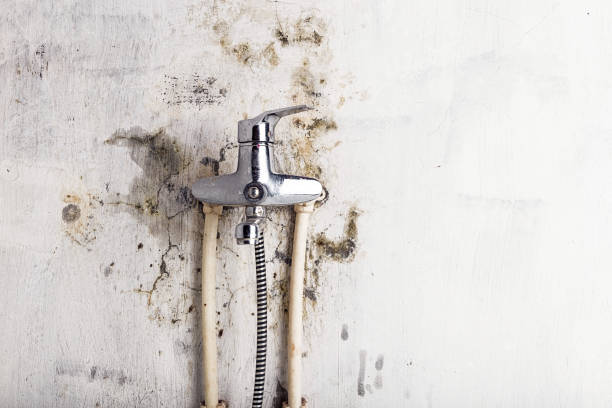 Best Preventive Mold Services in Union Mill, VA