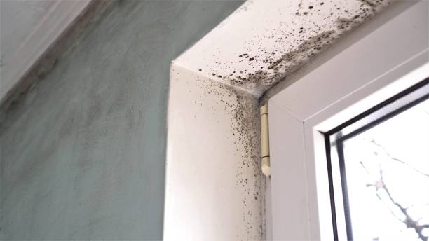Reliable Union Mill, VA Mold Remediation Solutions