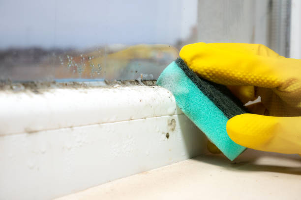 Best Post-Flood Mold Remediation in Union Mill, VA