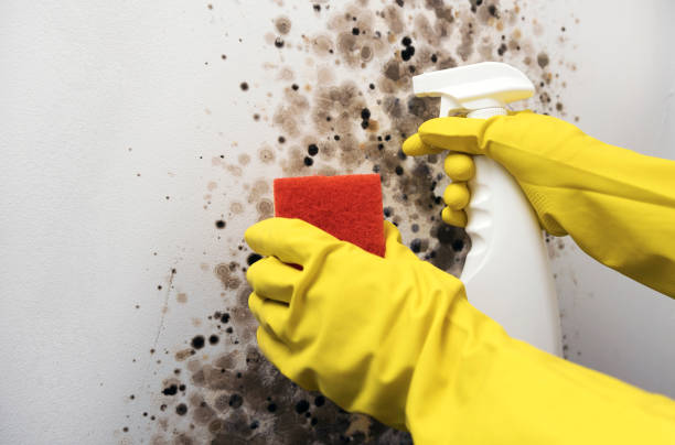 Best Kitchen Mold Remediation in Union Mill, VA