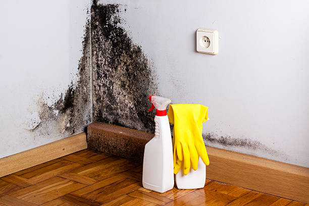 Union Mill, VA Mold Remediation Company