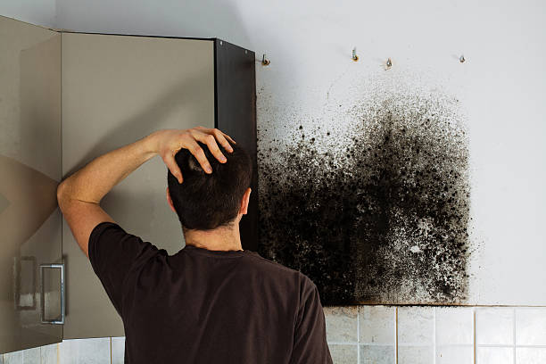 Best Mold Remediation for Specific Building Types in Union Mill, VA