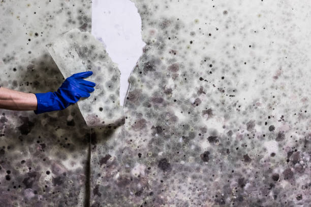 Best Residential Mold Remediation in Union Mill, VA