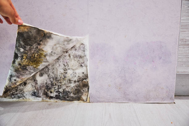 Best Mold Testing and Inspection Services in Union Mill, VA